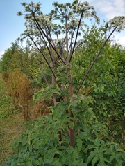 Heracleum mantegazzianum