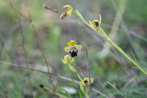 Sitia Bee Orchid (Ophrys sitiaca)