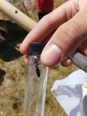 Bembix americana spinolae