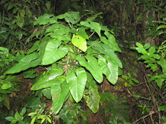 Philodendron smithii