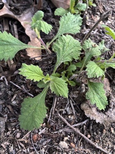 iNaturalist observation photo of western vervain