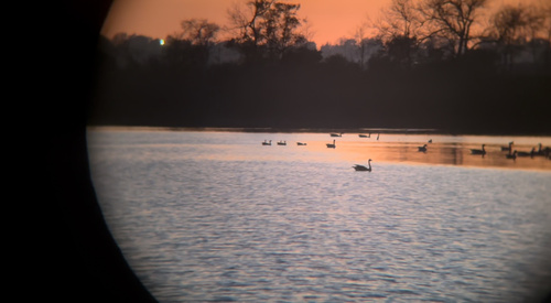 iNaturalist observation photo of Cackling Goose