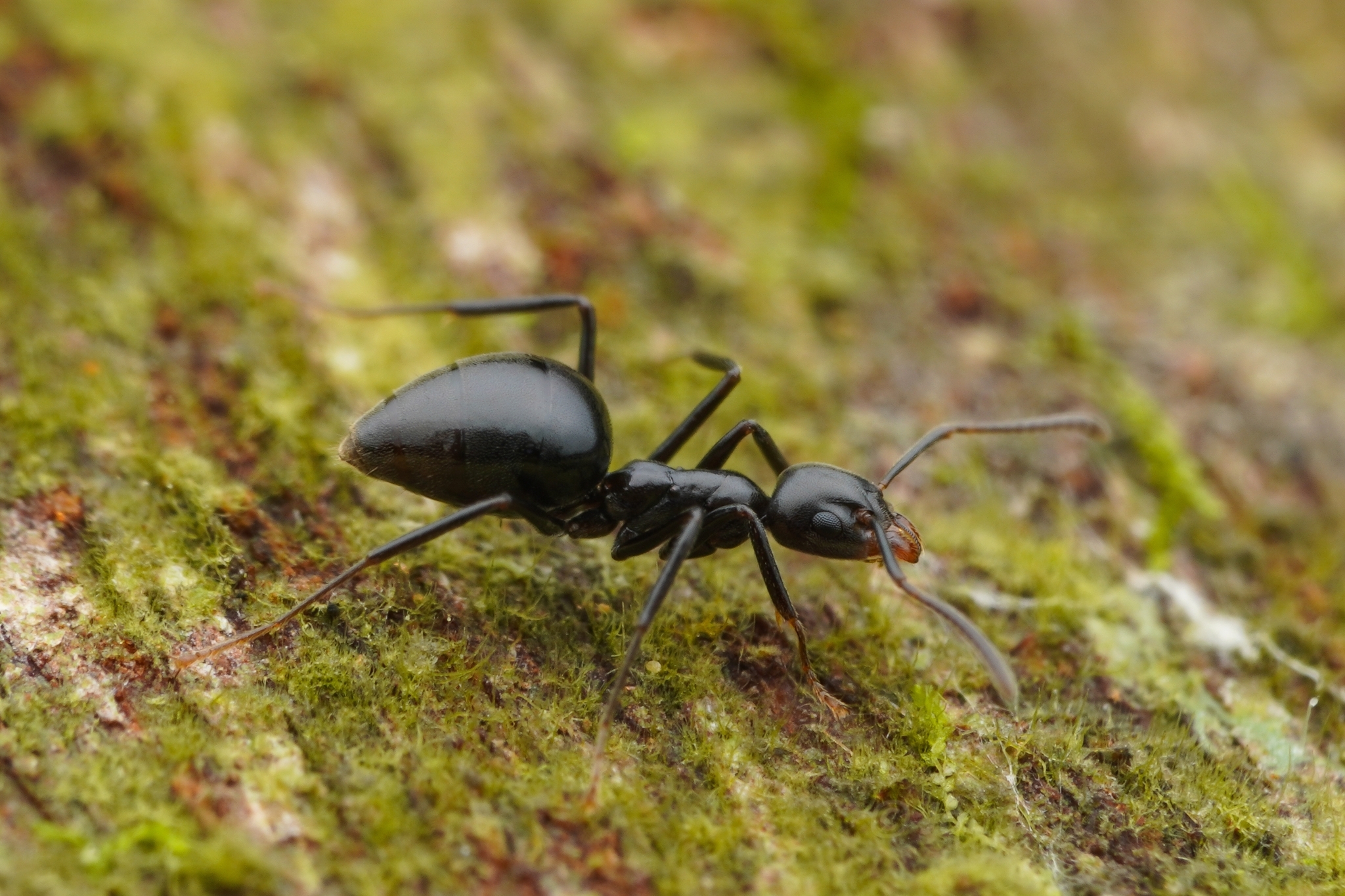 Technomyrmex reductus