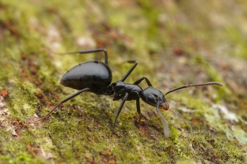 Technomyrmex reductusTechnomyrmex reductus