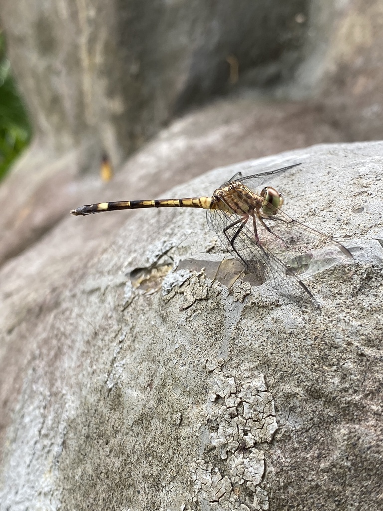 Dasher Roo Three-striped Dasher from Parque Chankanaab, Cozumel, Q. Roo., MX on ...