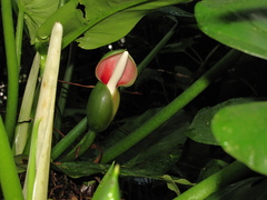 Philodendron smithii