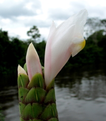 Costus arabicus