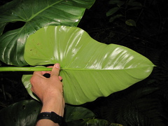 Philodendron smithii