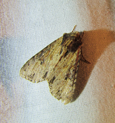Apamea vultuosa