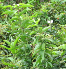 Costus arabicus
