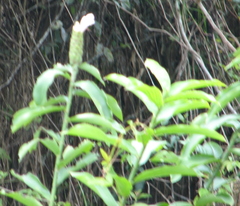 Costus arabicus