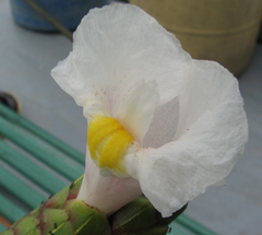 Costus arabicus