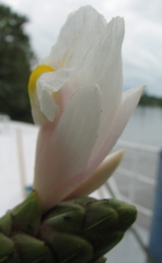 Costus arabicus