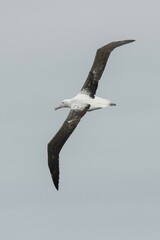 Southern Royal Albatross photo 4