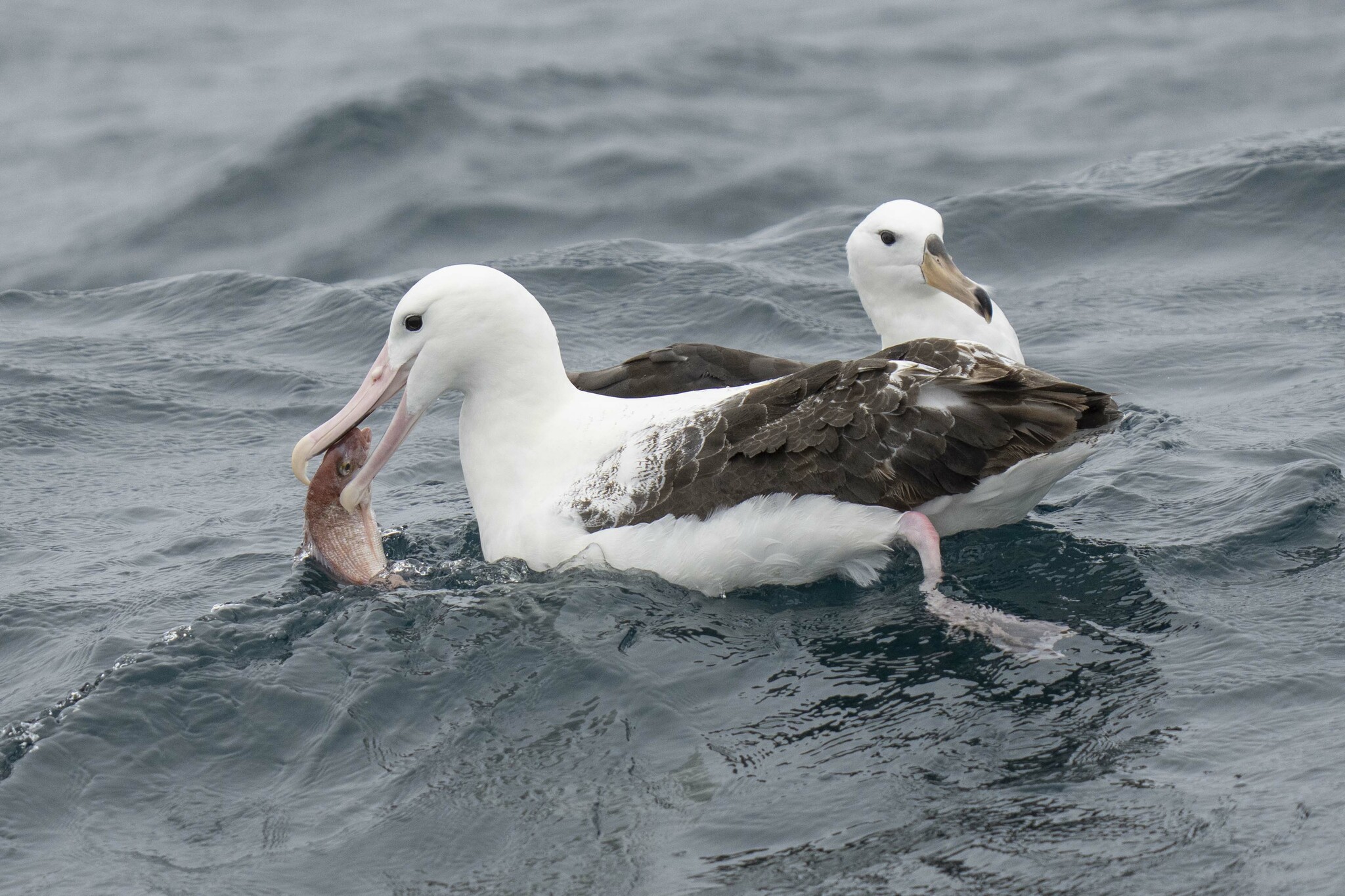 Southern Royal Albatross illustration
