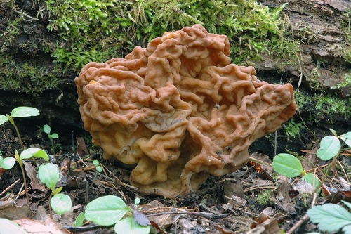 Didysis bobausis nuotrauka