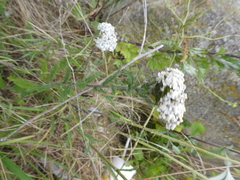 Achillea millefolium