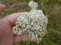 Achillea millefolium
