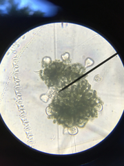 Nostocales