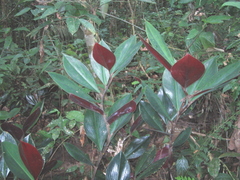 Costus erythrophyllus