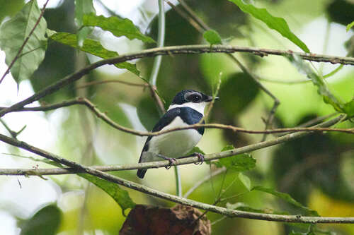West African Wattle-eye (Dyaphorophyia hormophora), photo 8