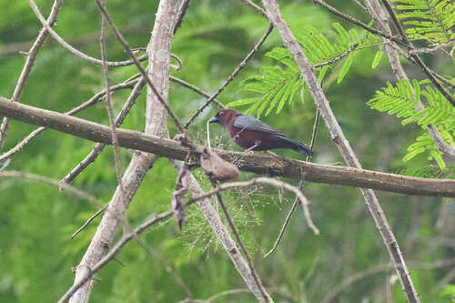 Chestnut-breasted Nigrita (Nigrita bicolor), photo 2