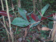 Costus erythrophyllus