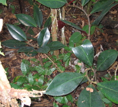 Costus erythrophyllus