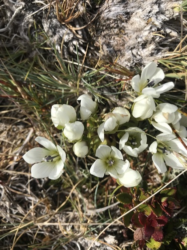 Gentianella divisa, photograph 5