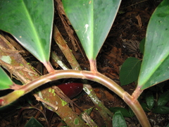 Costus erythrophyllus
