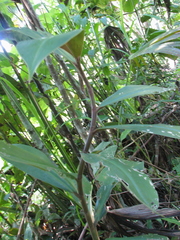 Costus erythrophyllus