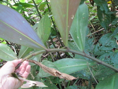 Costus erythrophyllus