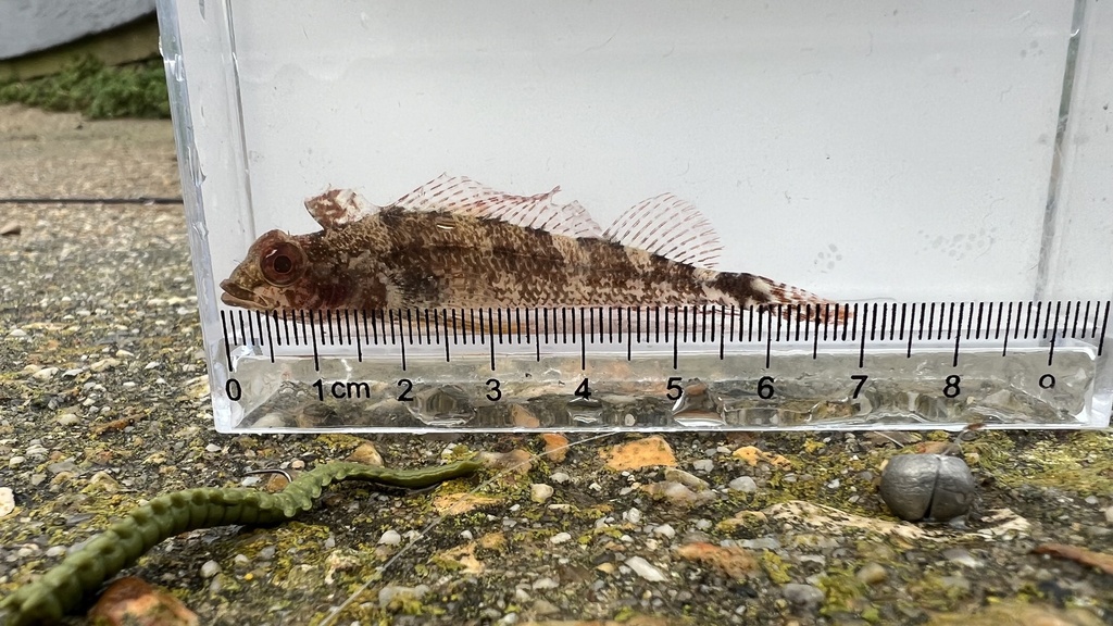 Black-faced blenny (Tripterygion delaisi) — Tripterygiidae