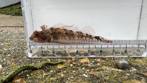 Black-faced blenny (Tripterygion delaisi) — Tripterygiidae