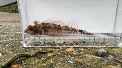 Black-Faced Blenny