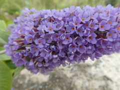Buddleja davidii
