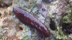 Holothuria difficilis