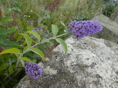 Buddleja davidii