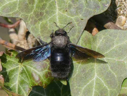 Violet Carpenter Bee