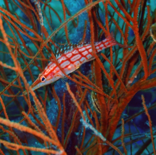 Long nose hawkfish