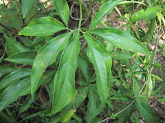 Syngonium angustatum
