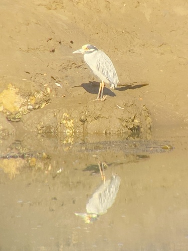 iNaturalist observation photo of Yellow-crowned Night Heron