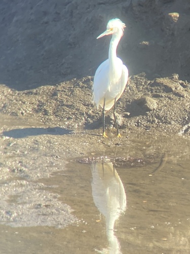 iNaturalist observation photo of Snowy Egret