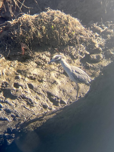 iNaturalist observation photo of Yellow-crowned Night Heron