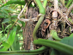 Syngonium angustatum