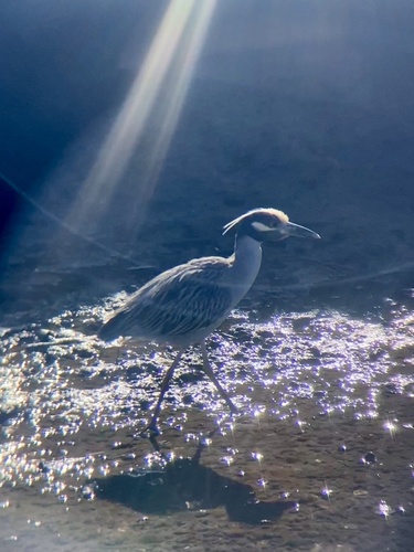 iNaturalist observation photo of Yellow-crowned Night Heron