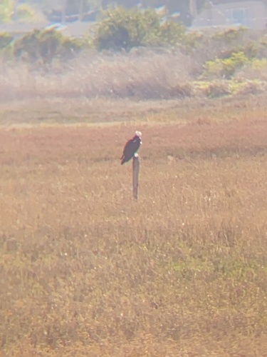 iNaturalist observation photo of Osprey