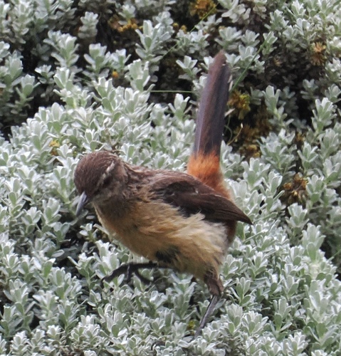 Drakensberg Rockjumper (Chaetops aurantius), photo 3