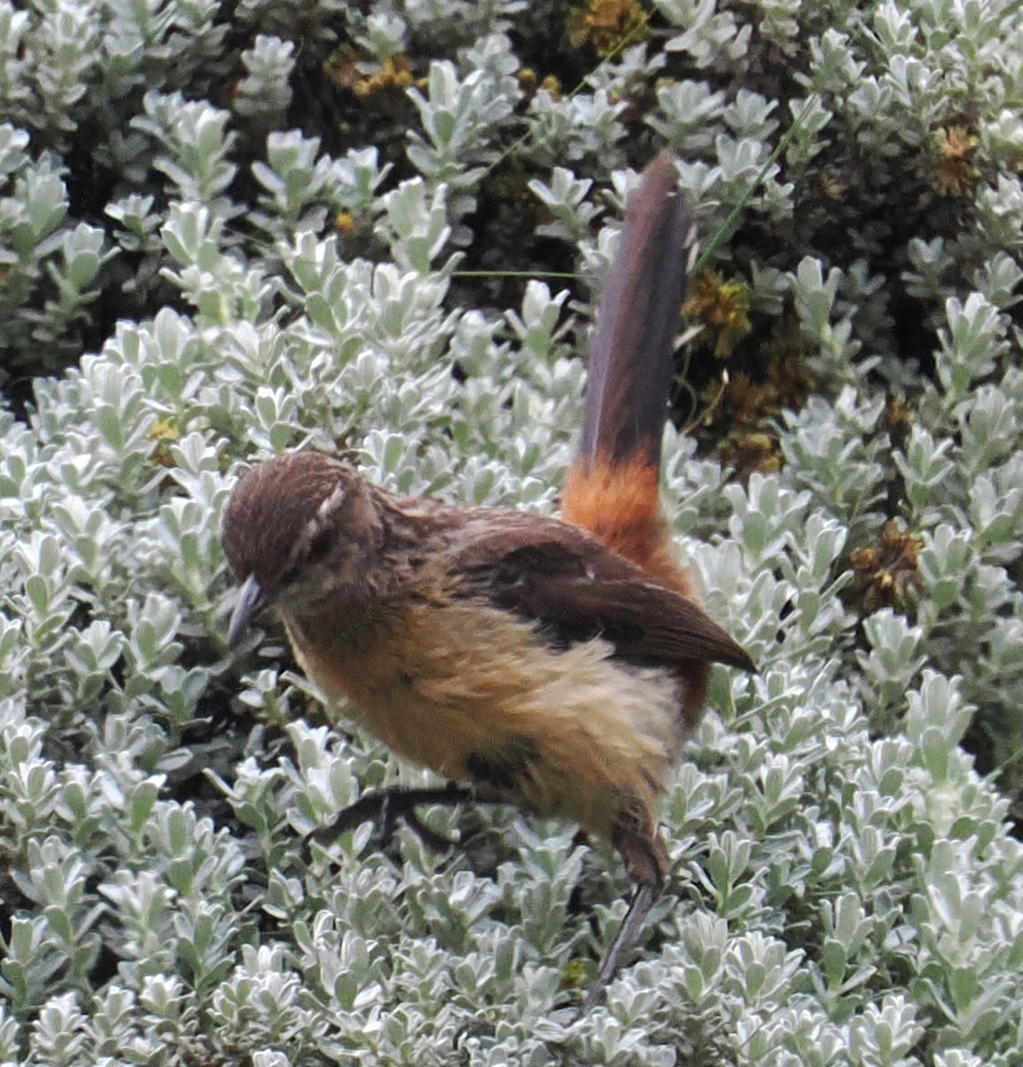 Drakensberg Rockjumper (Chaetops aurantius), photo 5