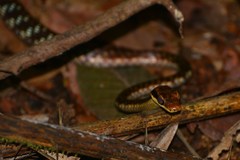 Dendrelaphis ngansonensis